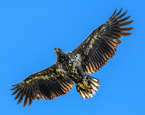 Darmowe zdjęcie z galerii z błękitne niebo, fotografia przyrodnicza, latanie