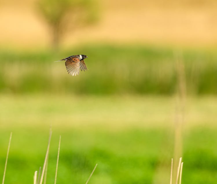 Sparrow Flying Above Field