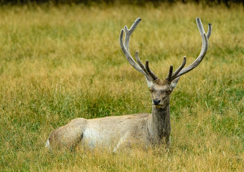 Bactrian Deer Stag Lying in Grass
