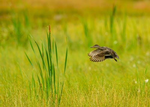Duck Flying above Grass