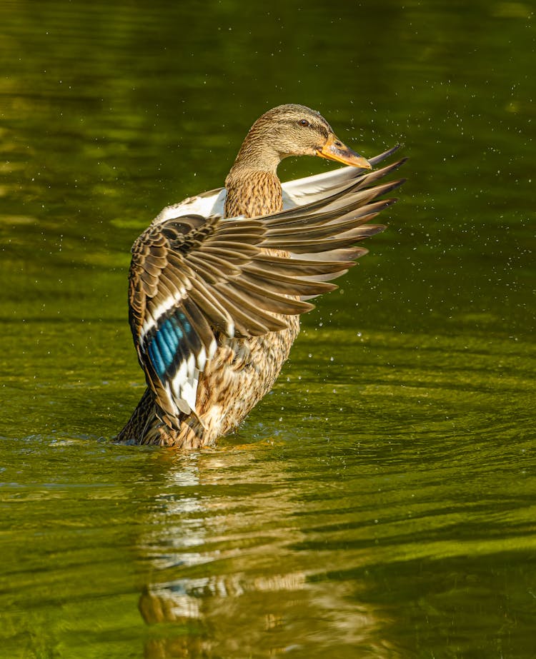 Close-up Of A Mallard Landing On The Water Surface 