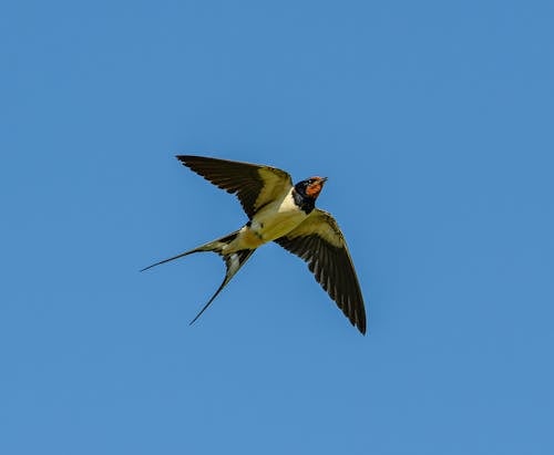 Flying Barn Swallow