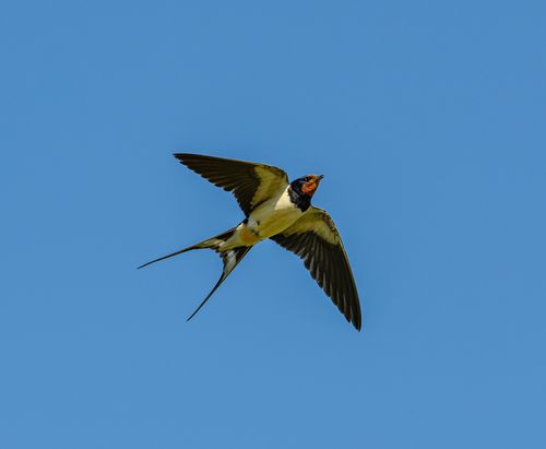 Free A barn swallow gracefully flying in a clear blue sky during daytime. Stock Photo