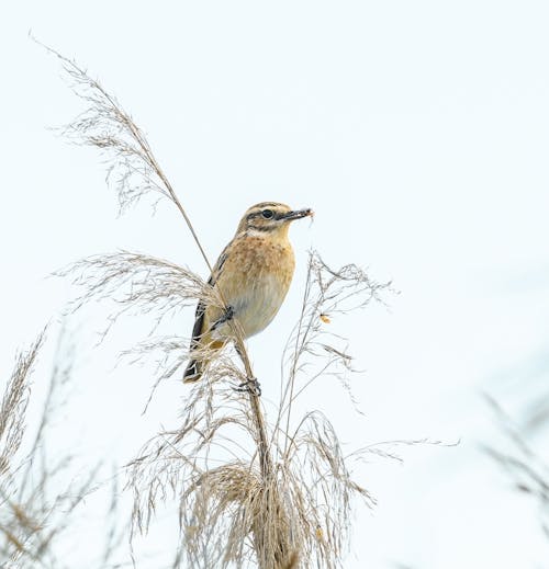 Close-up of a Whinchat Sitting on a Branch 