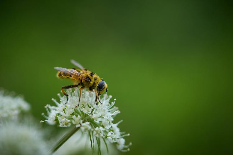 Bee On A Flower 