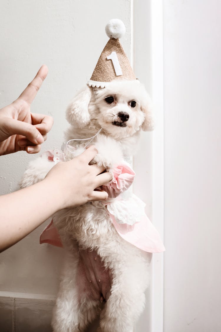 White Maltese Dog In A Birthday Cap