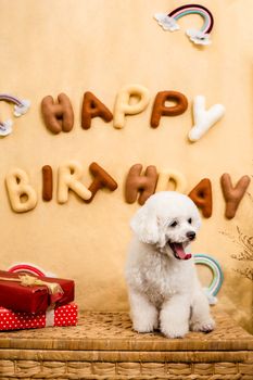 Cute Bichon Frise sitting by 'Happy Birthday' sign with gift boxes, ideal for pet-themed celebrations.