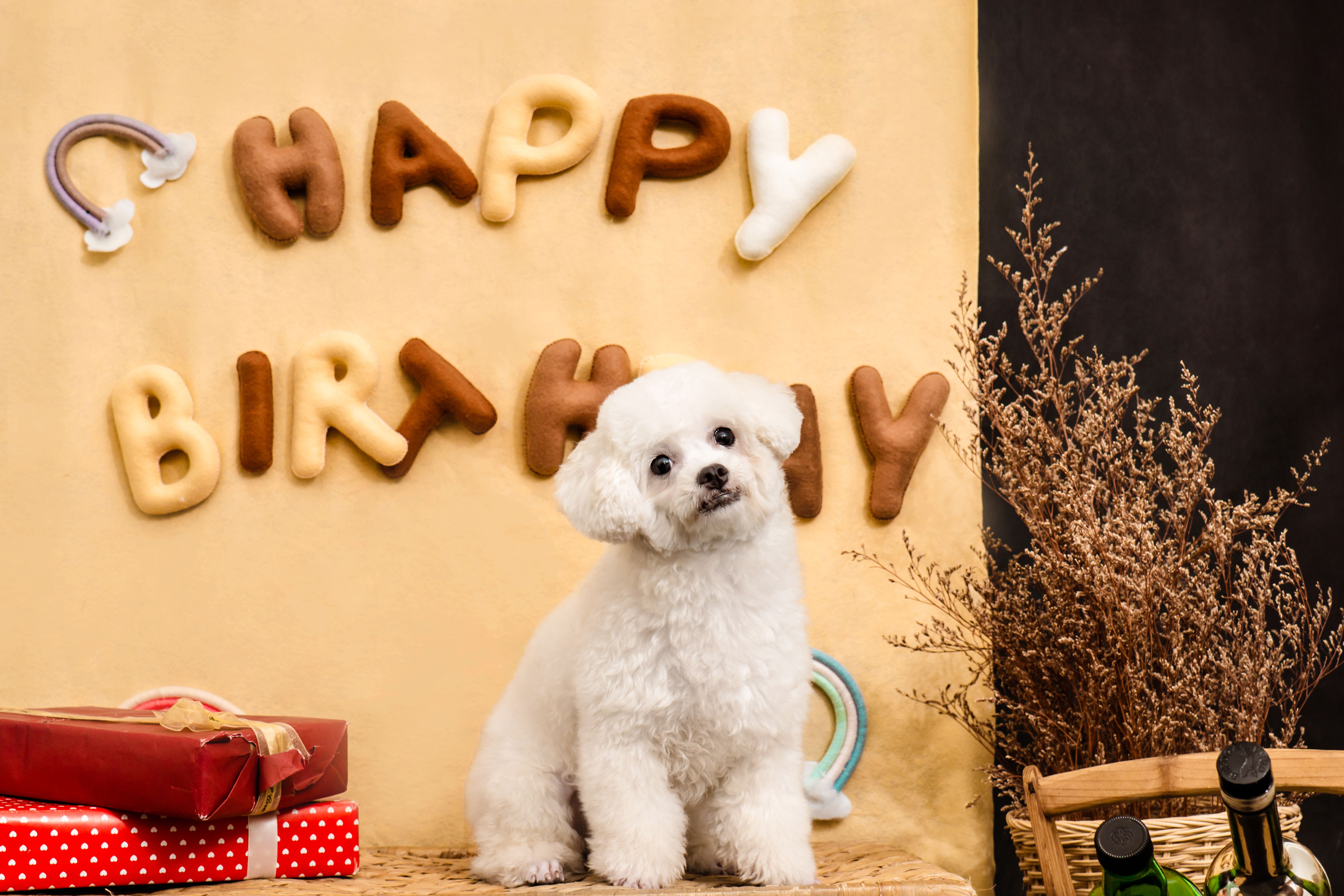 A puppy sitting in front of Happy Birthday decorated wall