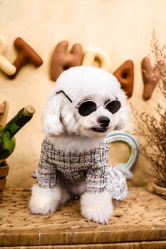 Adorable Bichon Frise wearing sunglasses and stylish clothes, perfect for pet fashion enthusiasts.