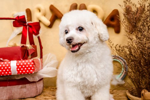 Gratis stockfoto met achtergrond, bichon frise, detailopname