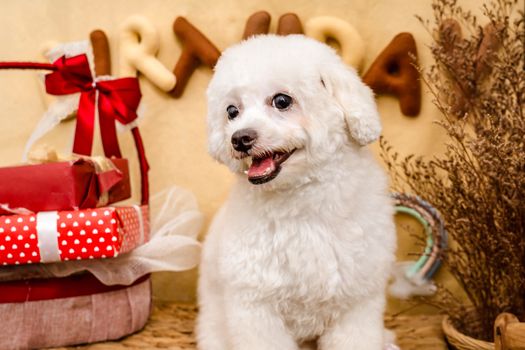 Adorable Bichon Frise dog sitting beside festive holiday presents with a cheerful expression.