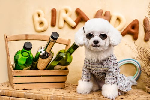 Gratis stockfoto met detailopname, flessen, hond