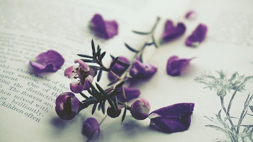 開いた本の紫の花びらの花