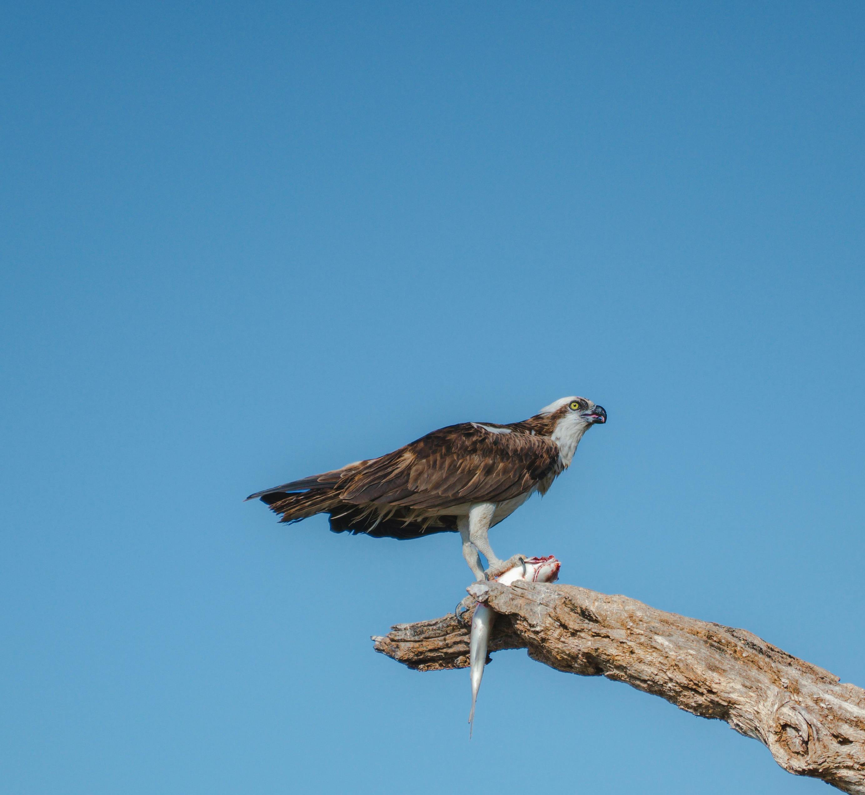 dead animal removal Winter Gardens