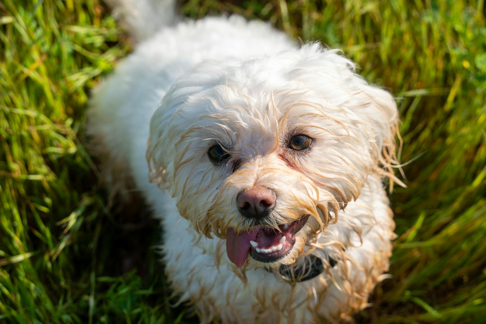 Adorable white Poodle with Its Tongue Out