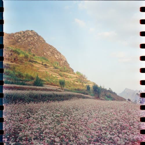 Immagine gratuita di abbondanza, collina, fiori