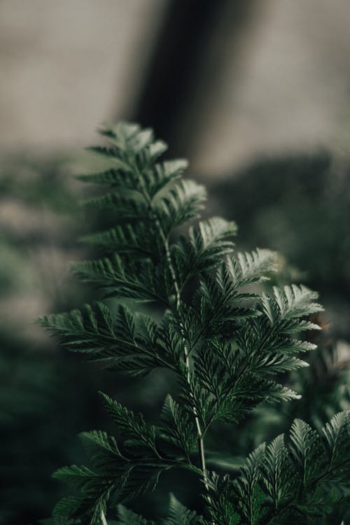 Free Green-leafed Plant Stock Photo