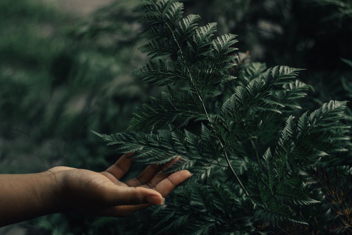 緑の葉の植物を持っている人