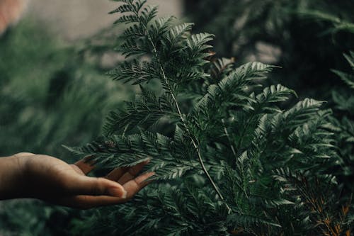 Photographie De Mise Au Point Peu Profonde De Personne Tenant Une Plante à Feuilles Vertes