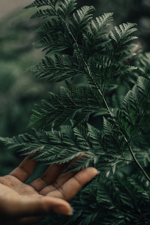 Close-Up Photo of Person Touching Leaves