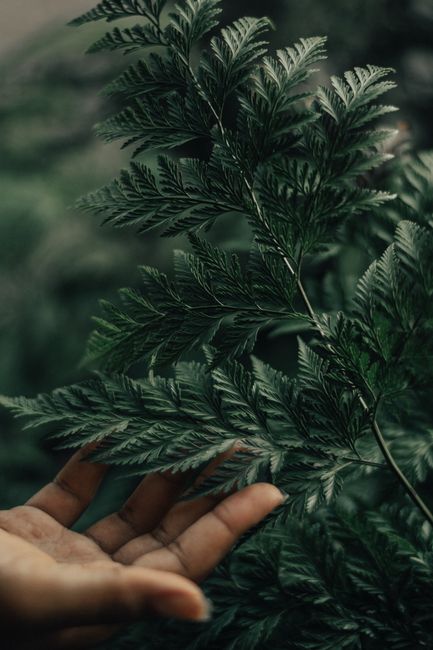 Close-up of a hand gently touching lush green fern leaves, capturing nature's vibrant texture.
