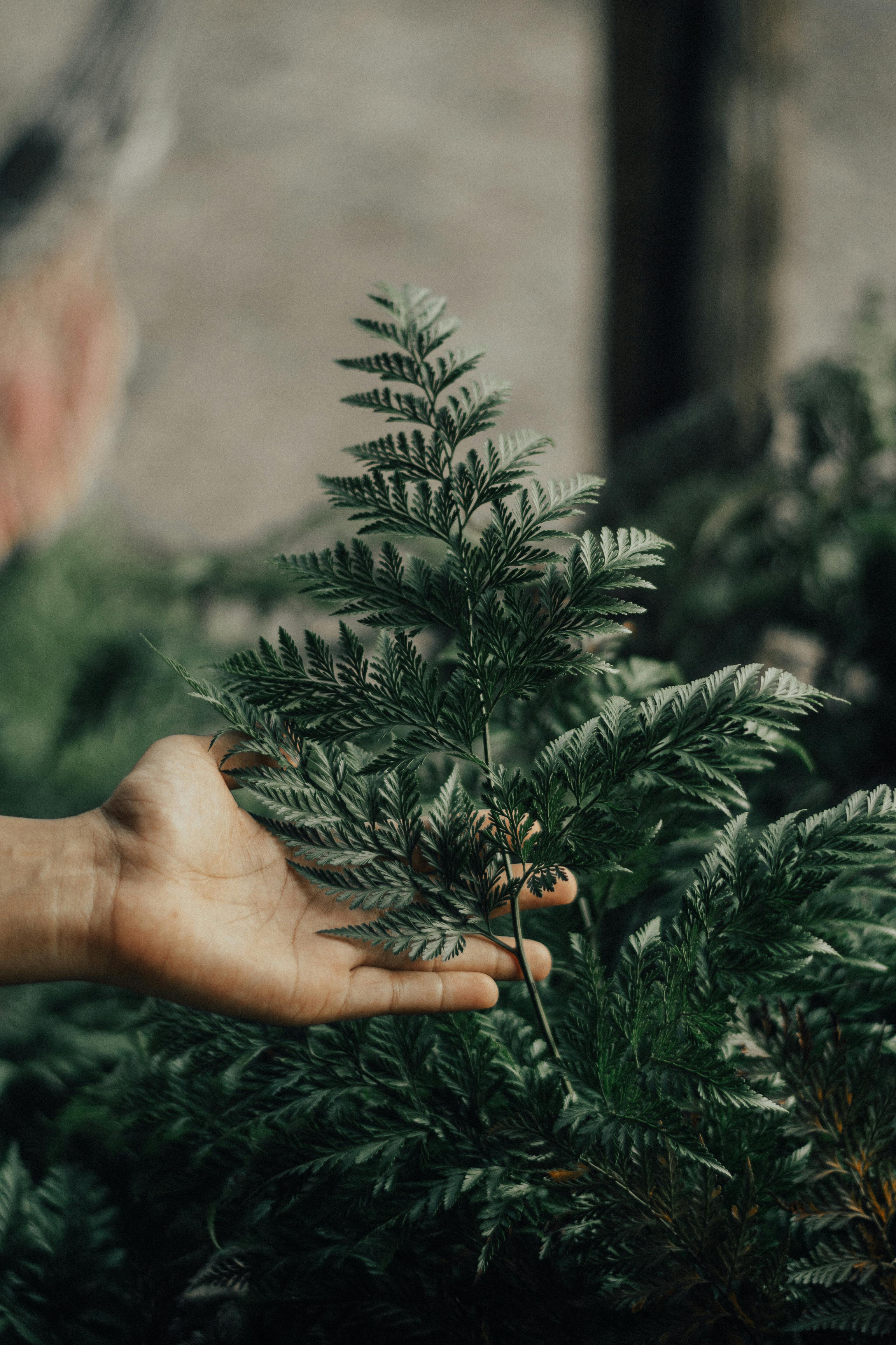 A hand gently holding a vibrant green fern outdoors, showcasing nature's beauty.