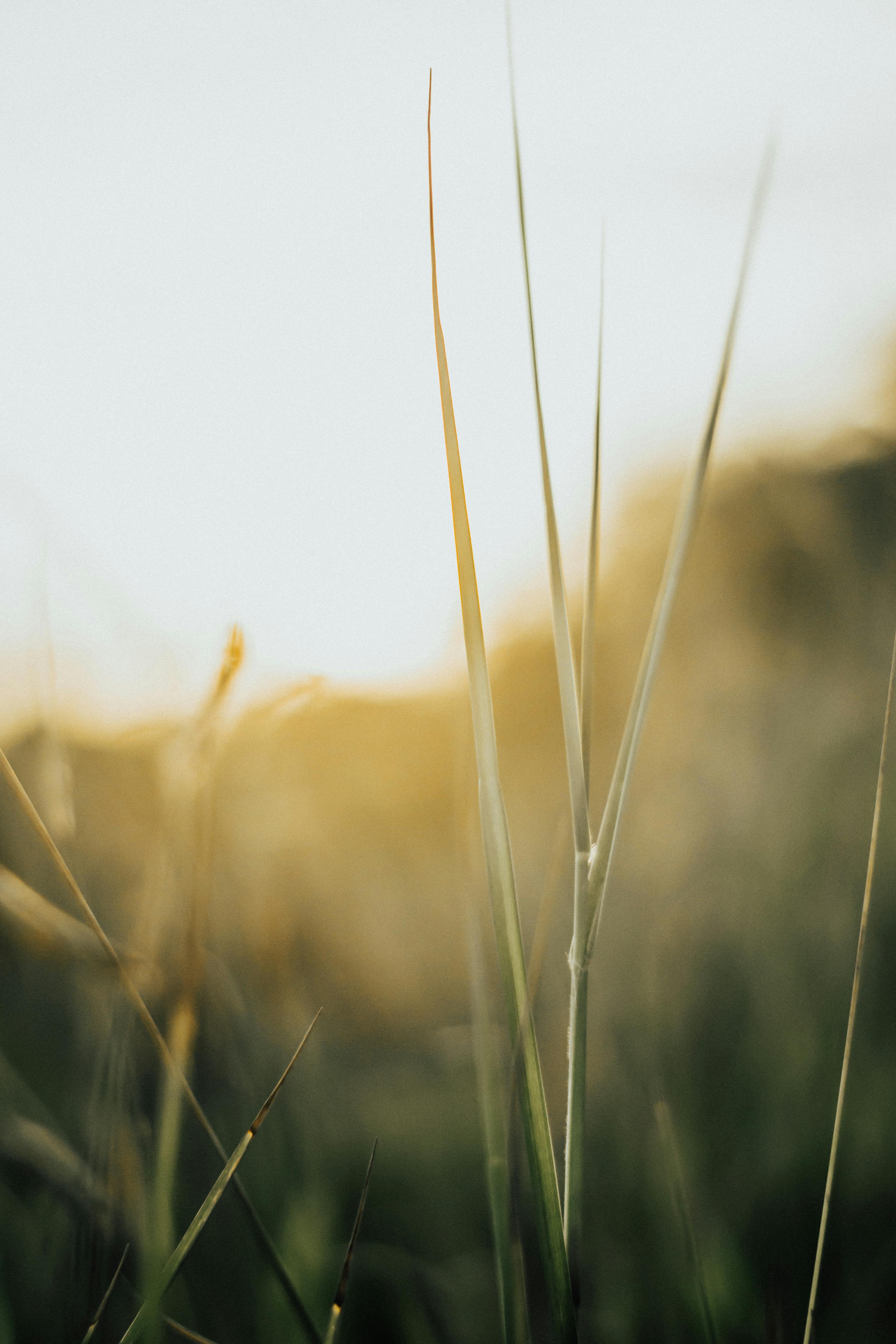以柔焦拍摄叶片特写，沐浴在温暖阳光下，营造宁静自然的氛围