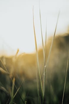 以柔焦拍摄叶片特写，沐浴在温暖阳光下，营造宁静自然的氛围