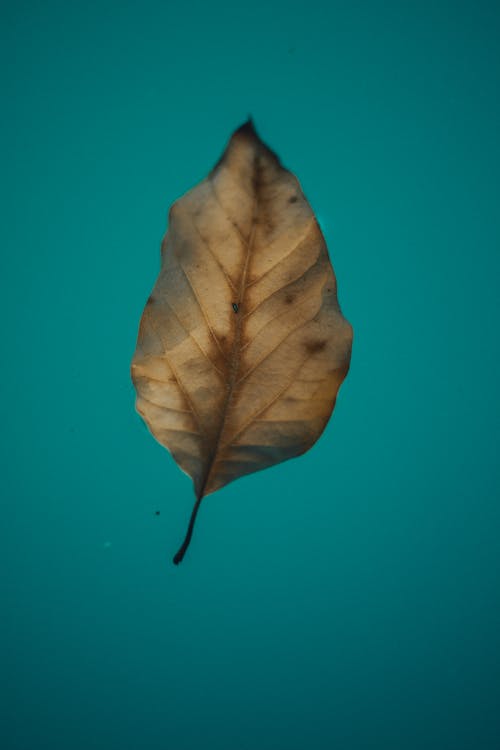 blue aesthetic background leaf