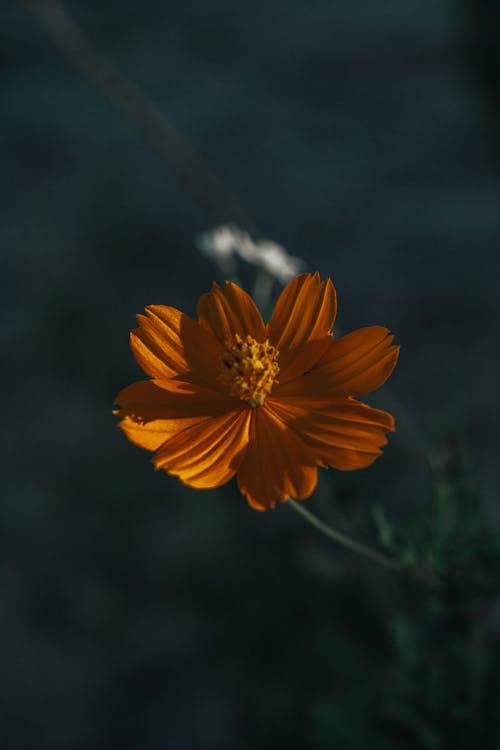 Gratis lagerfoto af blomst