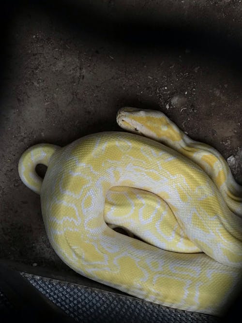 Foto profissional grátis de cobra, reptiliano