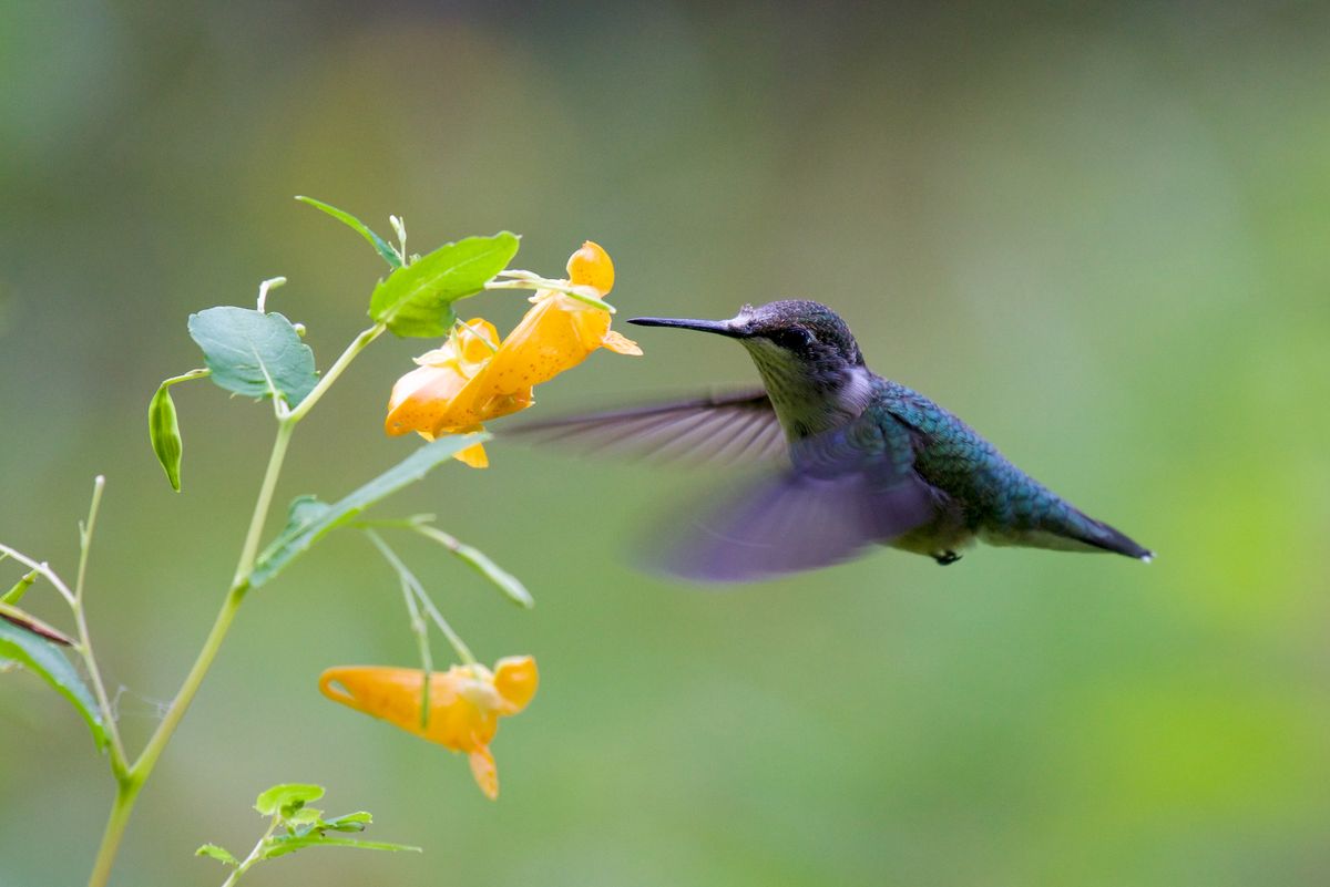 Hummingbird hovering in natural outdoor setting, showing iridescent plumage and rapid wing movement