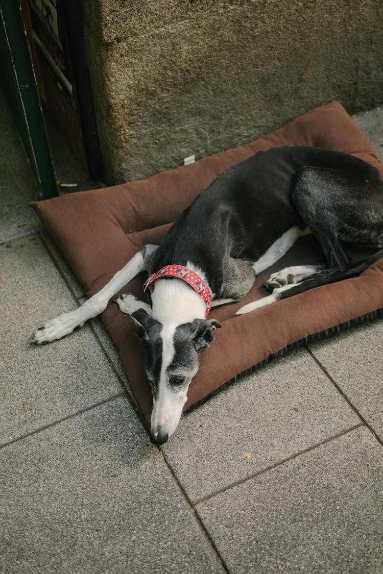 Bicolor Greyhound Dog Lying On A Pillow At A Building Entrance