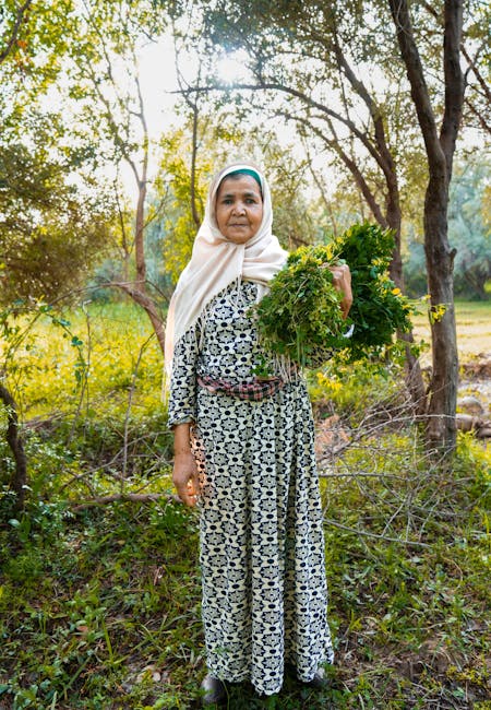An elderly Greek woman harvesting wild herbs on a sunlit mountain slope