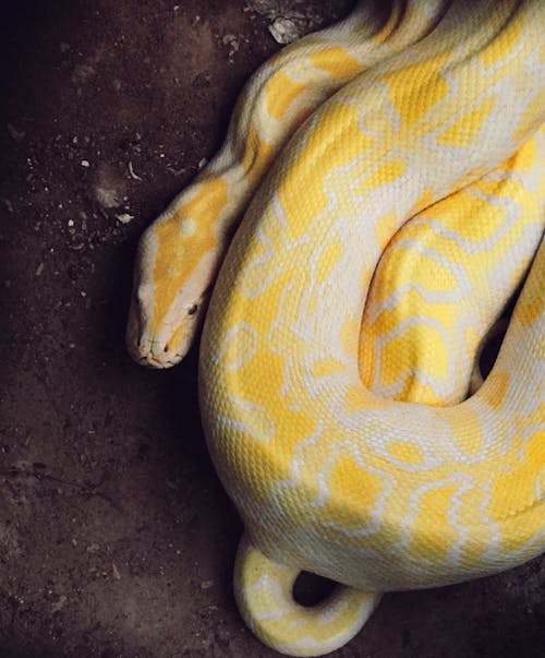 Foto profissional grátis de cobra, reptiliano