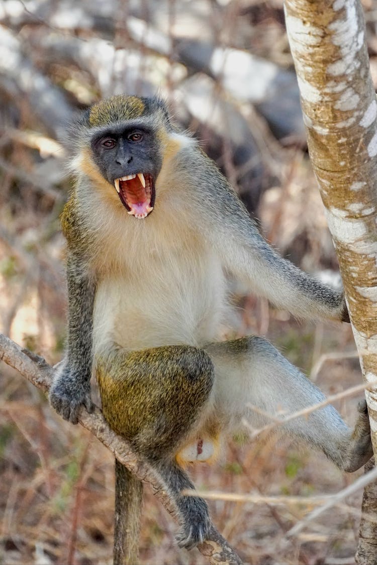 Close Up Of Screaming Monkey