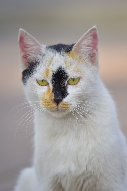 Free Charming portrait of a calico cat with unique fur pattern in Islamabad's serene environment. Stock Photo