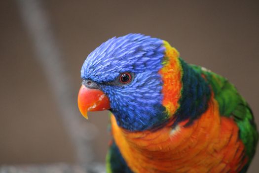 A colorful Rainbow Lorikeet showcasing its vibrant feathers in Yercaud, India.