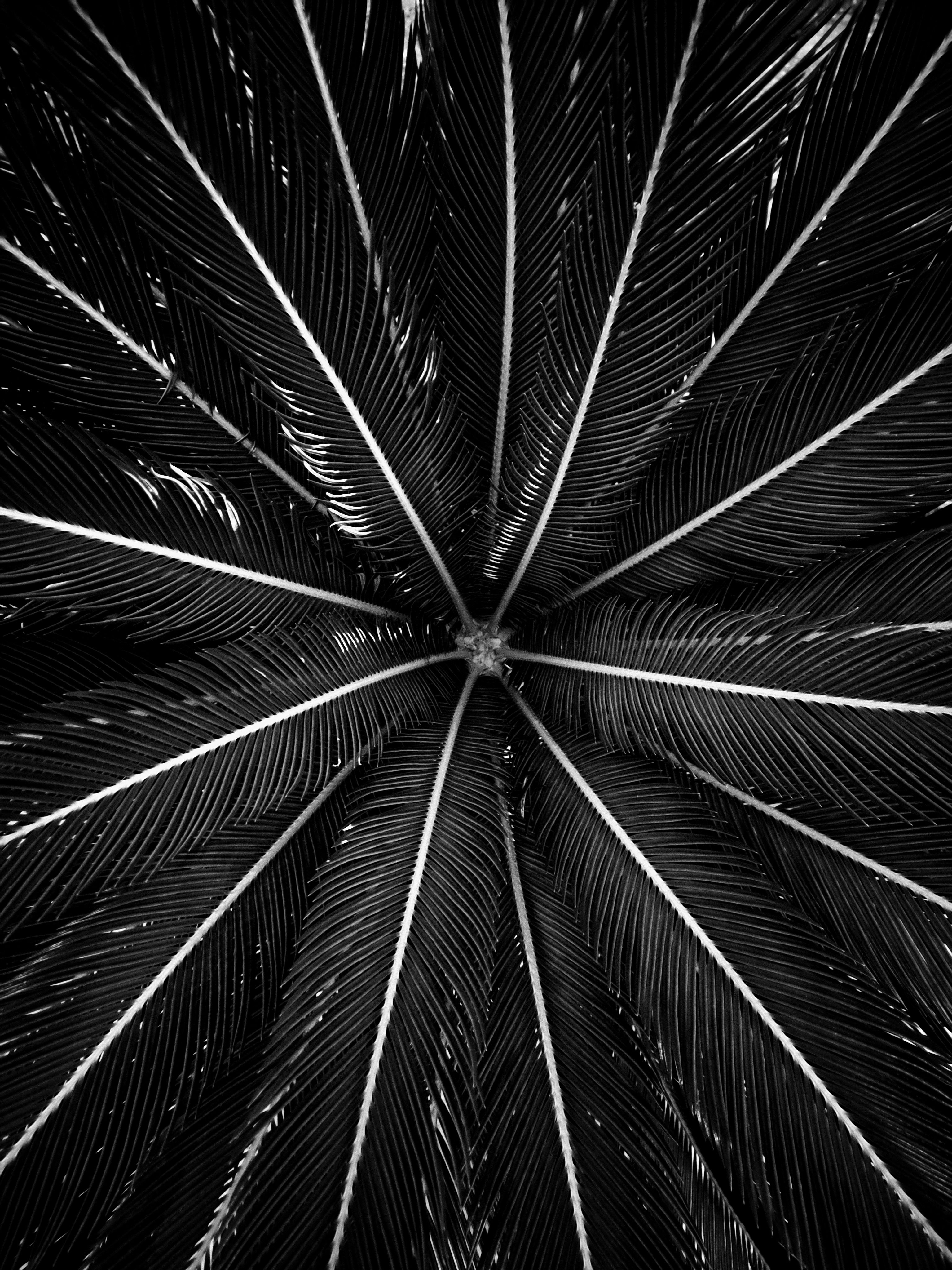 Close up of Palm Tree Leaves in Black and White · Free Stock Photo