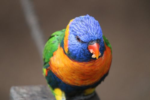Free Close-up of a colorful rainbow lorikeet perched outdoors in Yercaud, India. Stock Photo