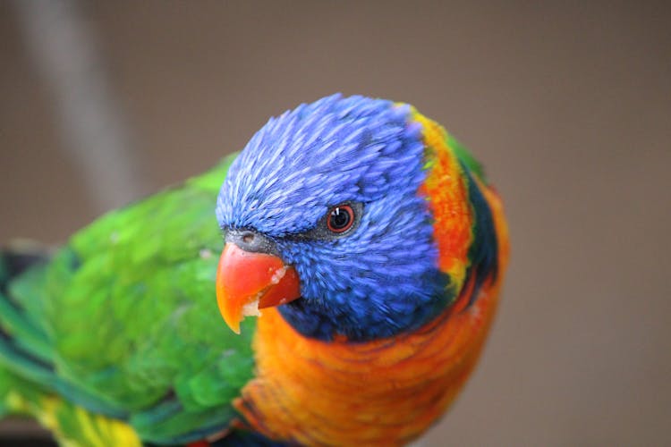 Colorful Tropical Bird