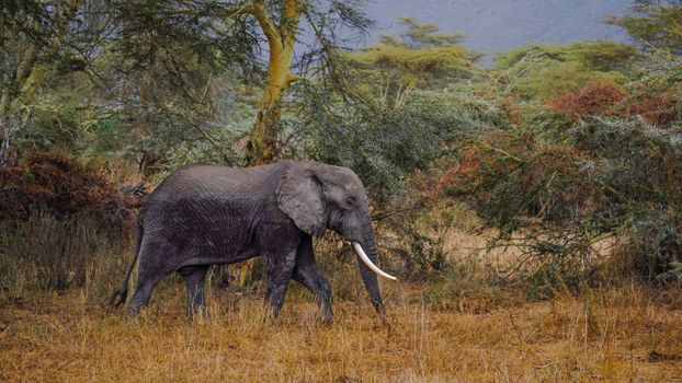 elephant photo