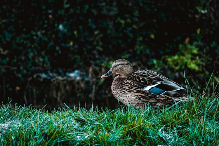 Mallard Duck In Grass 