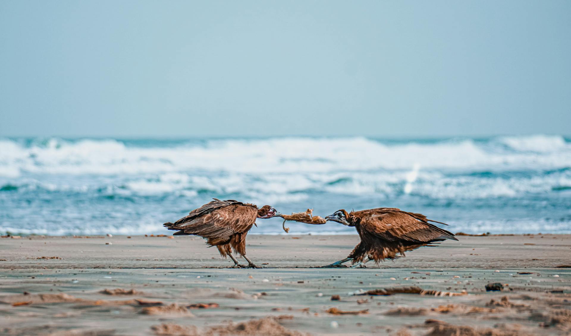 Two vultures battle over food on a sandy beach in Banjul, The Gambia, against a backdrop of ocean waves.