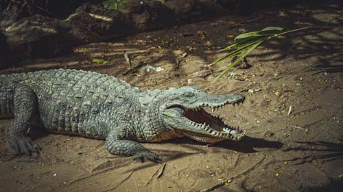 Crocodile in Nature