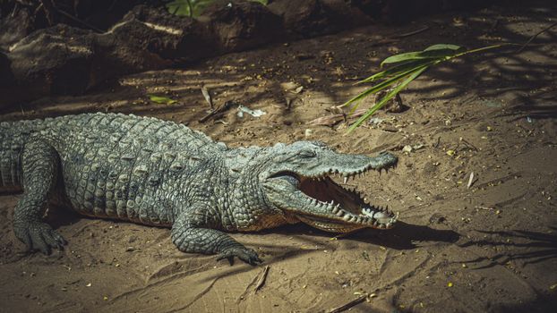 Crocodile in Nature