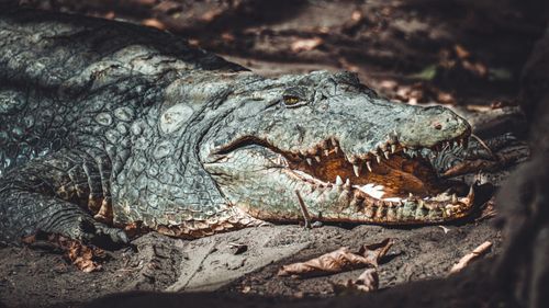 Free Close-up shot of a crocodile resting with its mouth open, showcasing its sharp teeth. Stock Photo