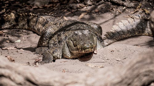 Photo of a Crocodile in Sand 
