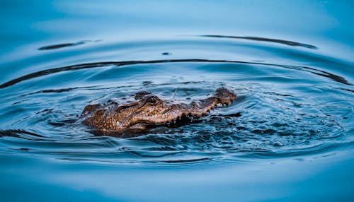 An Alligator Swimming in the Water