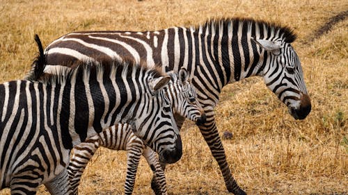Zebras on Meadow